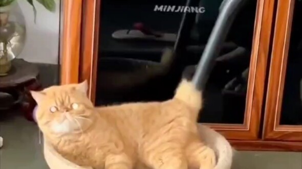 The cat has since discovered a whole new world.