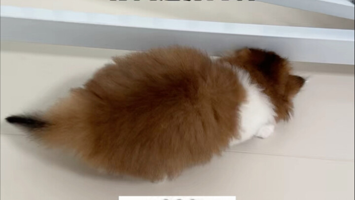“Pintu” dalam hati si kucing adalah sebuah gunung besar.