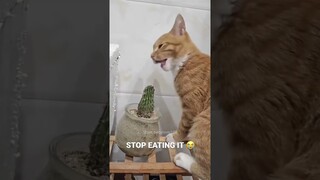 Funny Pets | 2024😂 Funny Dogs And Funny Cats Videos 🐱 🐕 😄 #144