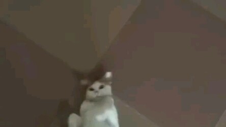 A Cat Who Loves Being Kicked