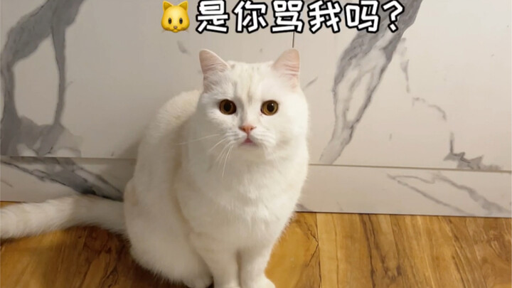 Aku telah mempelajari umpatan paling kotor dalam bahasa kucing!