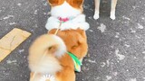 Các bạn có biết tại sao Corgi lại cụt đuôi không?