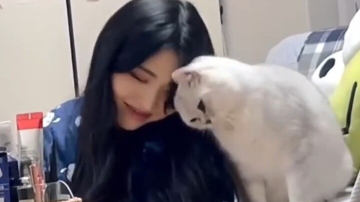 مجمّع مسلٍّ وجميل لقطط لطيفة!