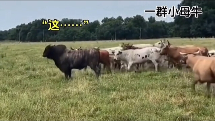 بويو الشجاع، لا... ليس بهذه الطريقة!