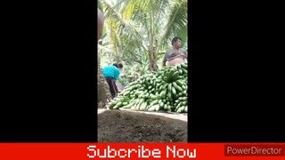 BUKID LIFE/ SAGING LAKATAN FRESH FROMOUR BUKID by @indhai_dhelltv4117  @indhai_dhelltvindia2094