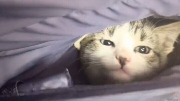 Nhặt được một chú mèo con bên đường