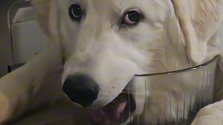 Comforting Dog: I'm not thirsty; I'm praying for rain.