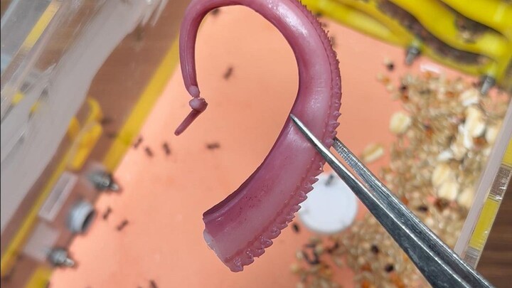 Time for some seafood for the residents of Ant City!