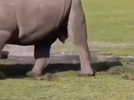 Niu Niu has grown up a lot.