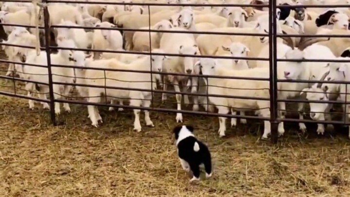 Seekor anjing tetaplah seekor anjing, dan Border Collie adalah Border Collie!