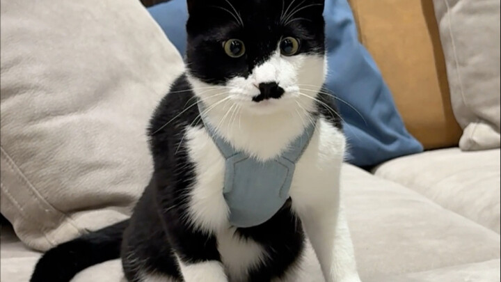 Mặc áo cho mèo bò sữa thế mà lại làm nổi rõ cơ bắp luôn!