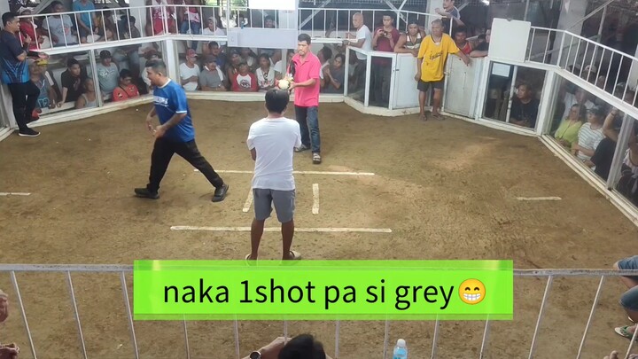 tony's grey X Elgamma