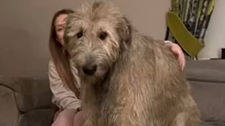 تبين أن كلب الصيد الأيرلندي كبير جدًا، والاحتفاظ بواحد منه يمنح شعورًا كبيرًا بالأمان