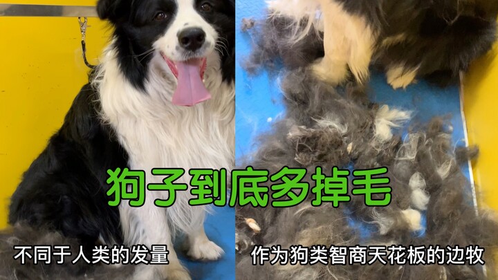Just how much do Border Collies, the smartest dogs around, shed?