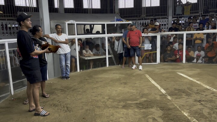 Para champion 3 cock ulutan