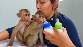 Little Toto & Yaya are so excited when seeing the milk, They enjoy drinking milk together