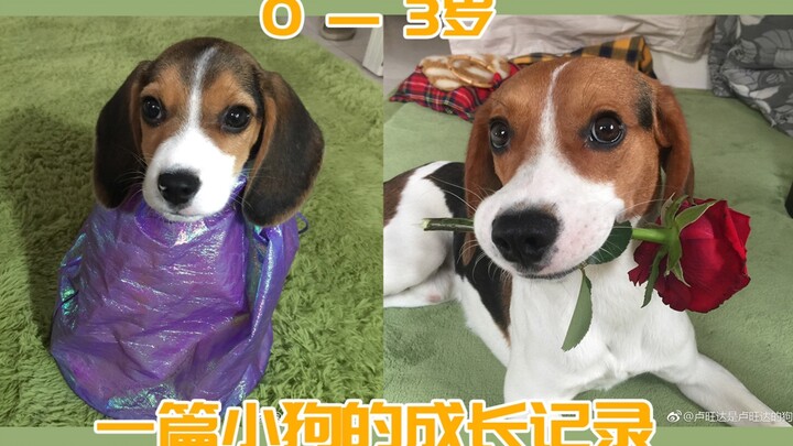 [Heartwarming] From Tiny Puppy to Big Dog: Everlasting Gentleness and Cuteness – Beagle Rwanda’s Gro