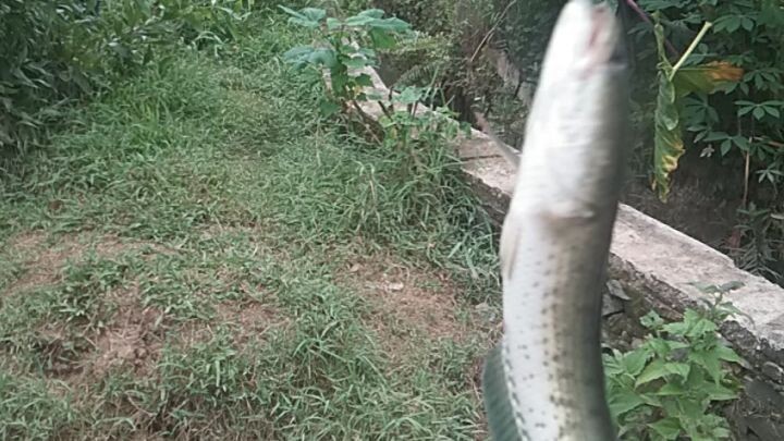 Jackpot Ikan Gabus