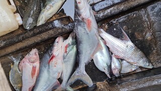 Lưới sông cá quá cá. Lẩu Cá mè hương nấu ngót  - Bin Đen Miền Tây # 306