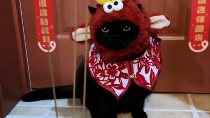 Cat Owners Want to Strike It Rich? 3 Must-Buy Items for the New Year!