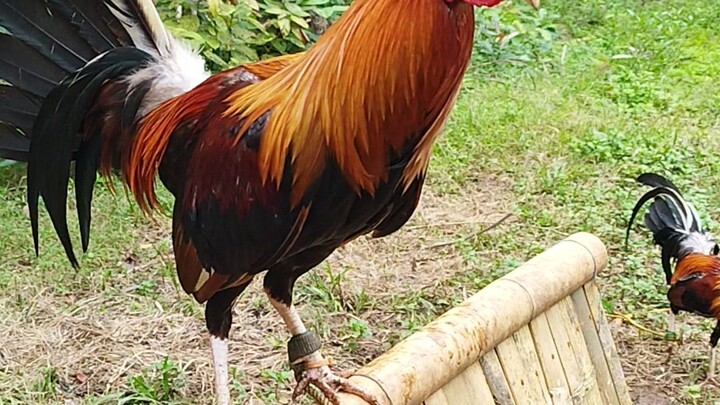 For Sale white legged Sweater Broodstag....