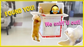 PLAYING HIDE AND SEEK WITH MY DOGS 2| Hiding inside a box| The Poodle Mom