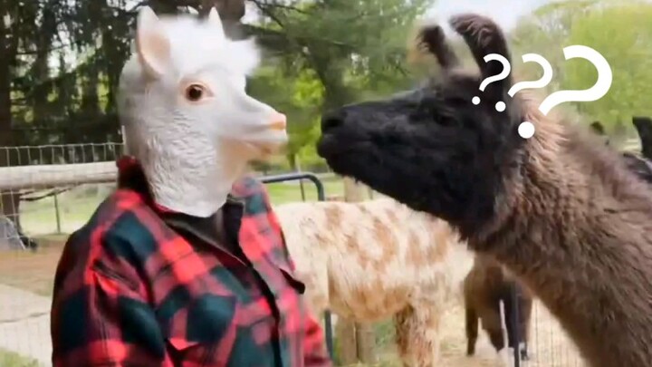 Alpaca: The Great Fasting Effect is in full swing!