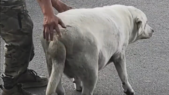 Dog: I can't walk—absolutely can't walk at all!