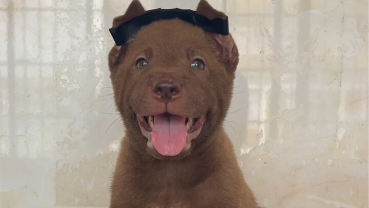 How to pick the perfect dog for a fan: I arranged for them to get one of the rarest sable-and-white 