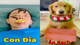 Thú Cưng TV | Tứ Mao Đại Náo #63 | Chó Golden Gâu Đần thông minh vui nhộn | Pets cute smart dog