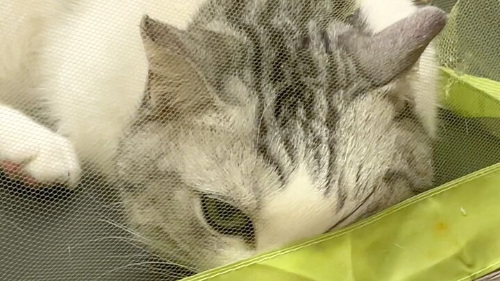 แมว: นี่มันเรื่องที่คนทำกันรึเปล่า?