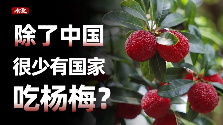 Vì sao quả dương mai khó vươn ra khỏi Trung Quốc? 【Thực Lục】