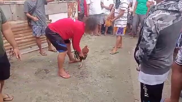 Panglimang Panalo Gold