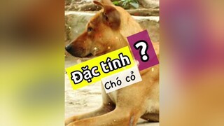 Đặc tính chó cỏ - Chó Việt Nam trong lòng người Việt yêu thú cưng! Mời bạn cùng Kênh Của Bự đưa ra đặc tính nè! thucung pet nuoidaythucung chó chó_cưng thucungdethuong #