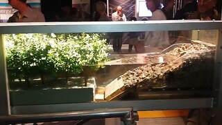 That is why Mangrove is Vital to us