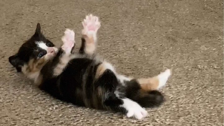 "As expected, the end of cuteness is the kitten!"