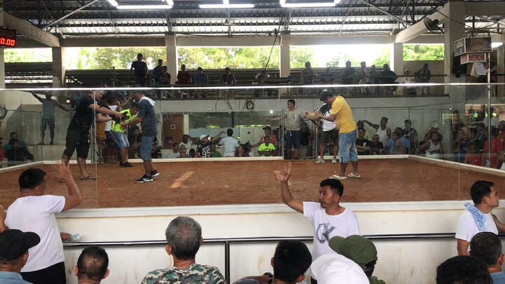 1st fight using grey.W  #4stagderbychampion