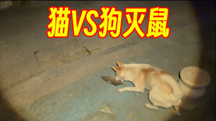 遇见大老鼠猫和狗的反应