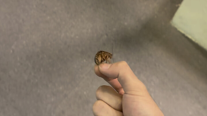 การล่อลวงของตั๊กแตนตำข้าว