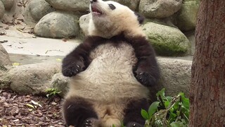 【大熊猫和花】胖头花太会卖萌了，遭不住了