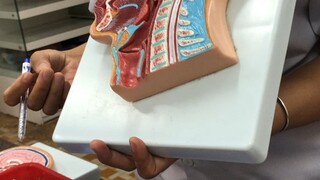 Th giải phẫu sinh lý cơ quan hô hấp phần 3