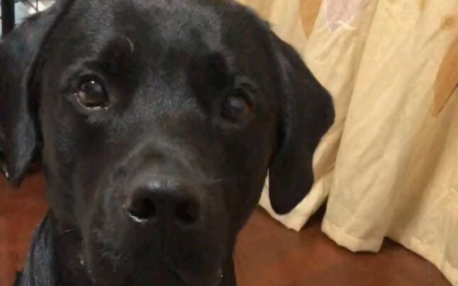 The dog's expression when he was finally forgiven was so cute
