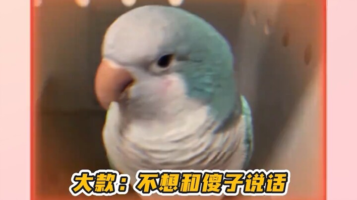 Seeing “frustration at unmet expectations” on animals’ faces #cats #dogs #animalexpressions #parrots