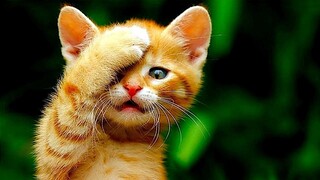 Cute Baby Cats - Cute and Funny Cat Videos _ Cute Cats