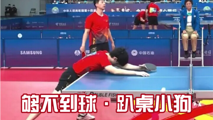 Anjing kecil berbaring di meja, Wang Chuqin / Wang Datou.