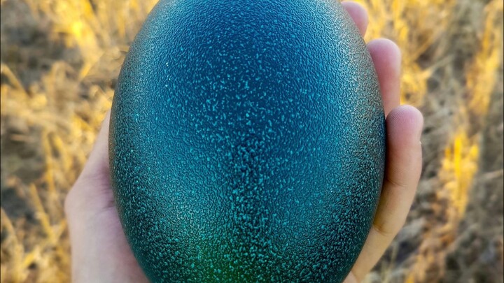 Sharing science: 12 egg-hatching moments—what hatched out?