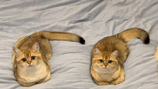 How to teach a cat to hold hands! ! !