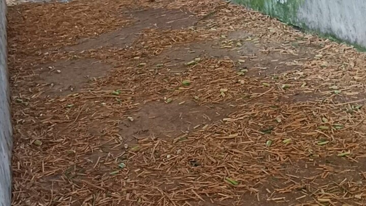 গরুর বাচ্চা