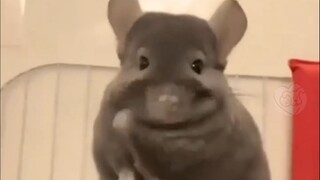 晚安 巴卡 巴卡