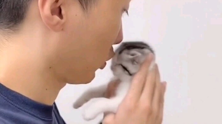 หลังคาแห่งการดูดแมว